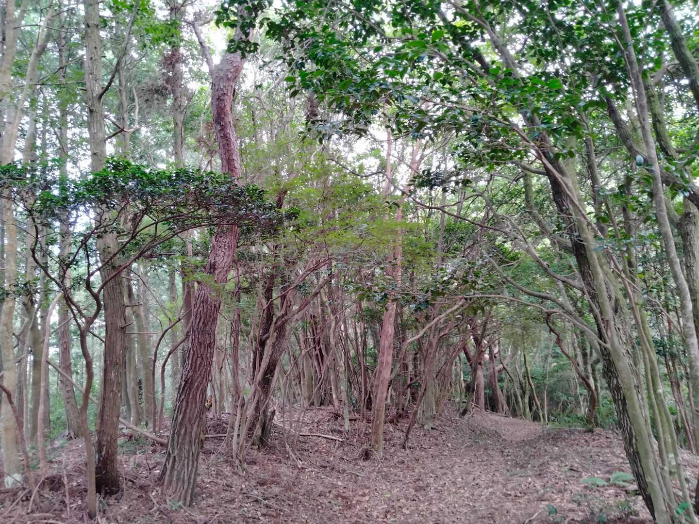 ブナ科　ウバメガシ