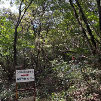ゆっくり山頂満喫できたので、
今度はうるしが谷遊歩道から下山します！
