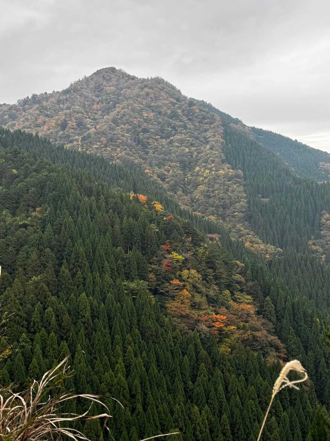 ここから見ると離山は紅葉も綺麗でカッコいい山