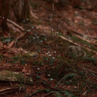 ちょっと薄暗くて怖くなったので引き返します。
レポを見ると一周まわることができるみたいです。
まだ奥にもバイカオウレン咲くところがあるみたい残念😢