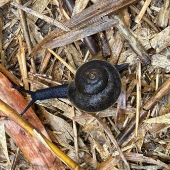 黒いカタツムリ
調べると🔍クチジロビロウドマイマイ
絶滅危惧Ⅱ類らしい