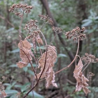コアジサイのドライフラワーもありました😊