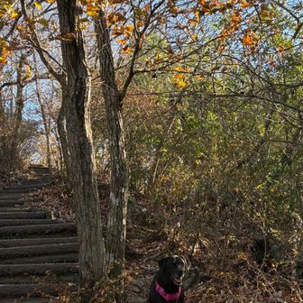 こっち来たいけど、木にリードが絡まって来れない💦