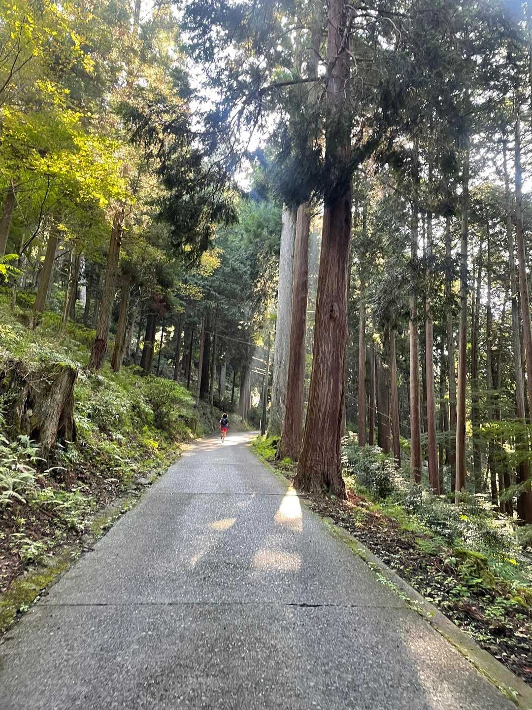 登りもなるべく走る🏃‍➡️ほぼ走れません、、