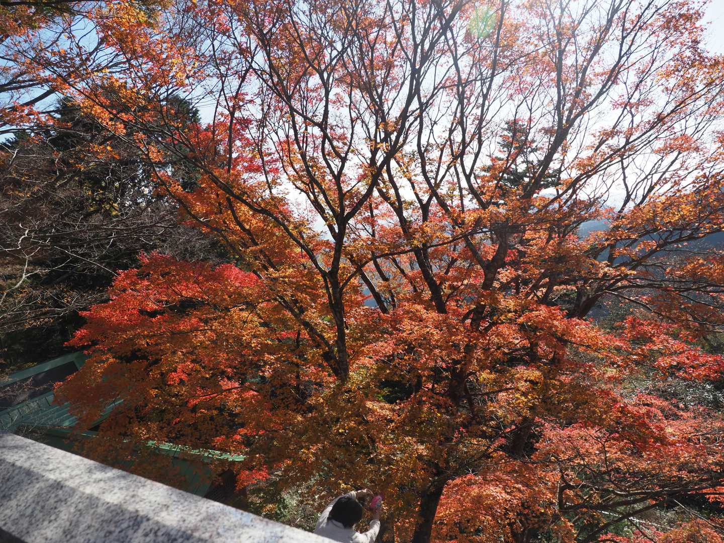 鶴巻温泉駅-吾妻山-善波山-念仏山-高取山-不動越-蓑毛越 往復コースの写真