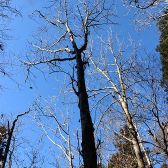 高尾さんで一番葉っぱが大きいのが朴の木って下に書いてありました。