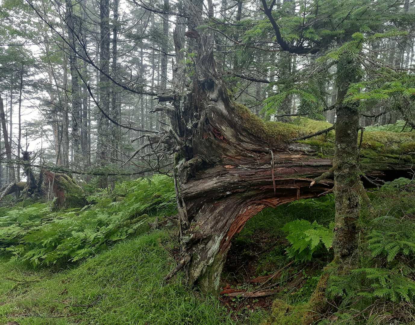 しらびそ峠-前尾高山-尾高山-奥尾高山 往復コースの写真