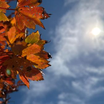 紅葉の赤
青空の青
雲の白
太陽のピカリ