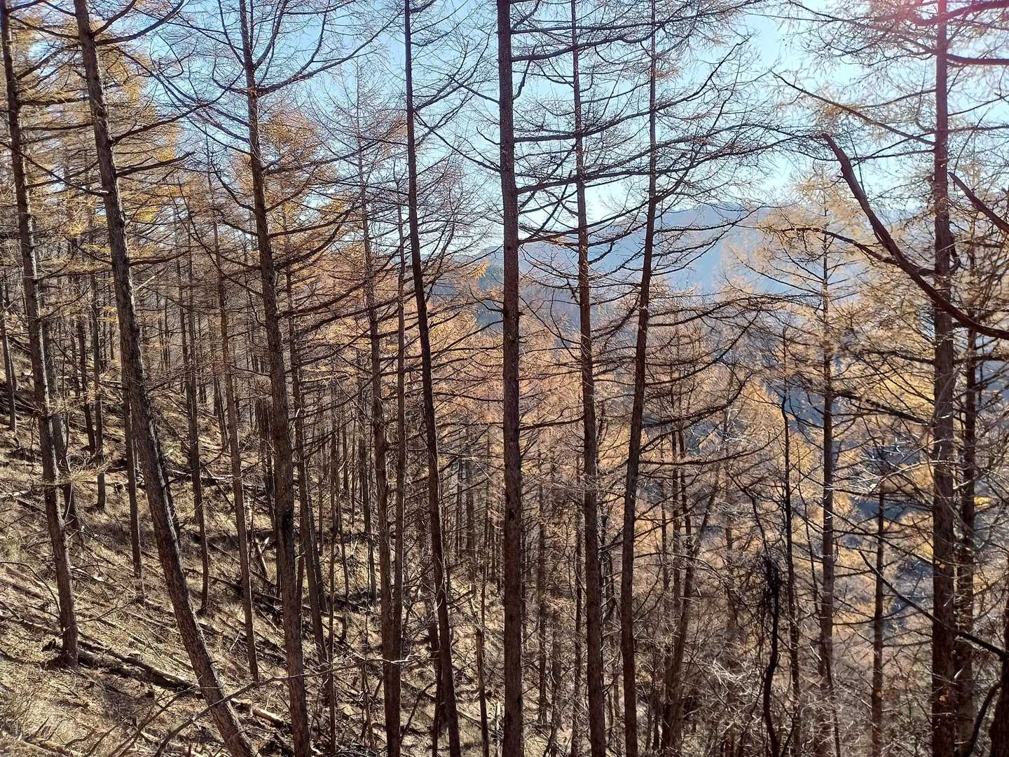 カラマツの黃葉