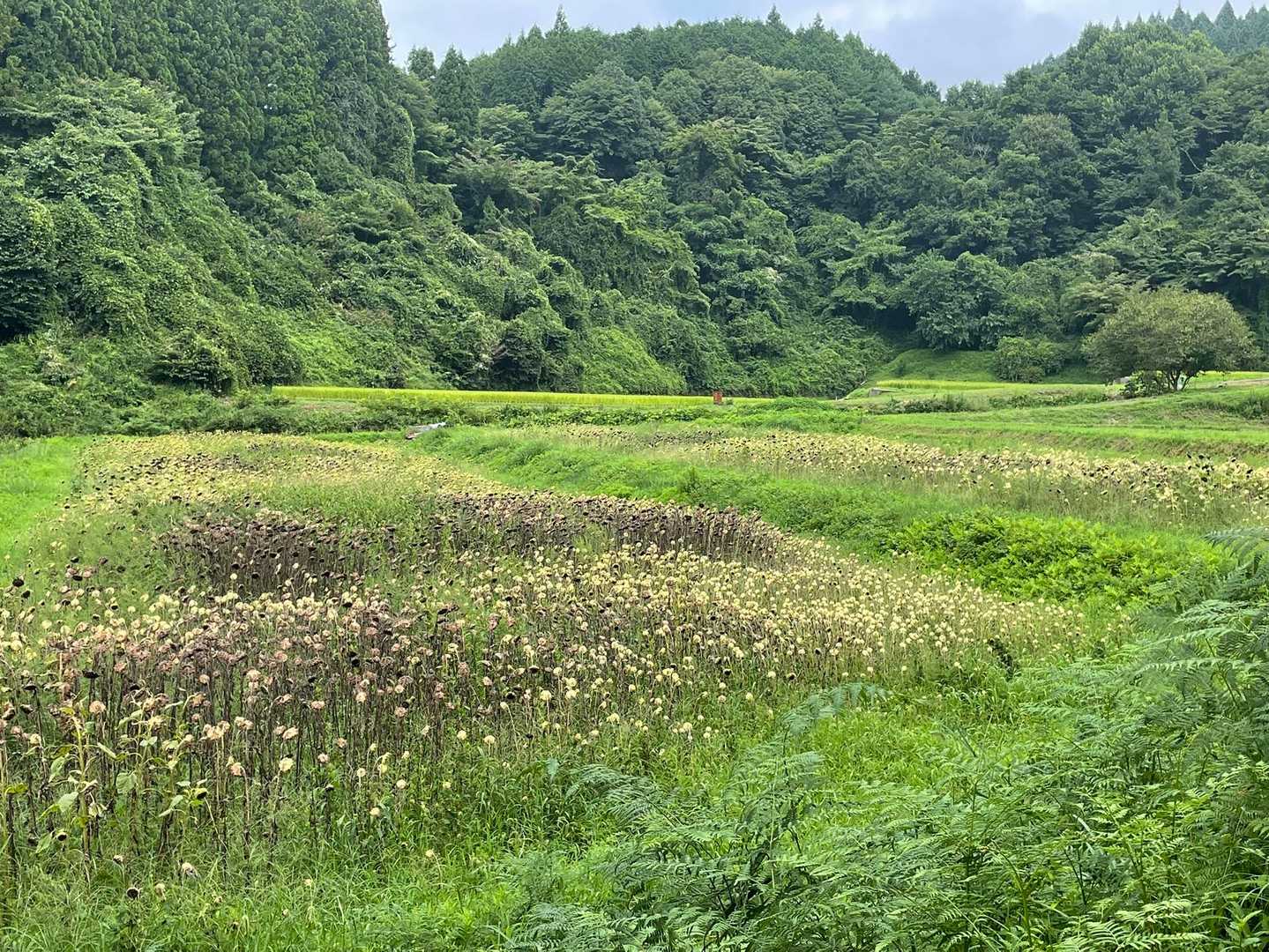 先月末の日記を見たらキレイなヒマワリでしたの現在。