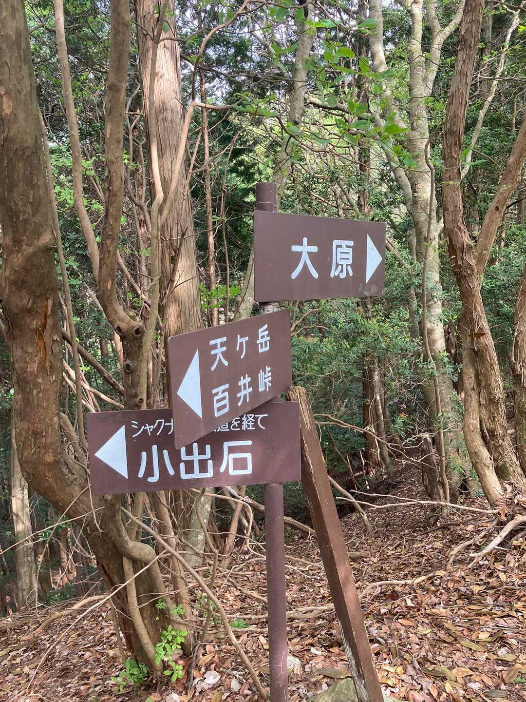 🐕‍🦺: いいよ　みかん　だいじょうぶよ
いってみよー