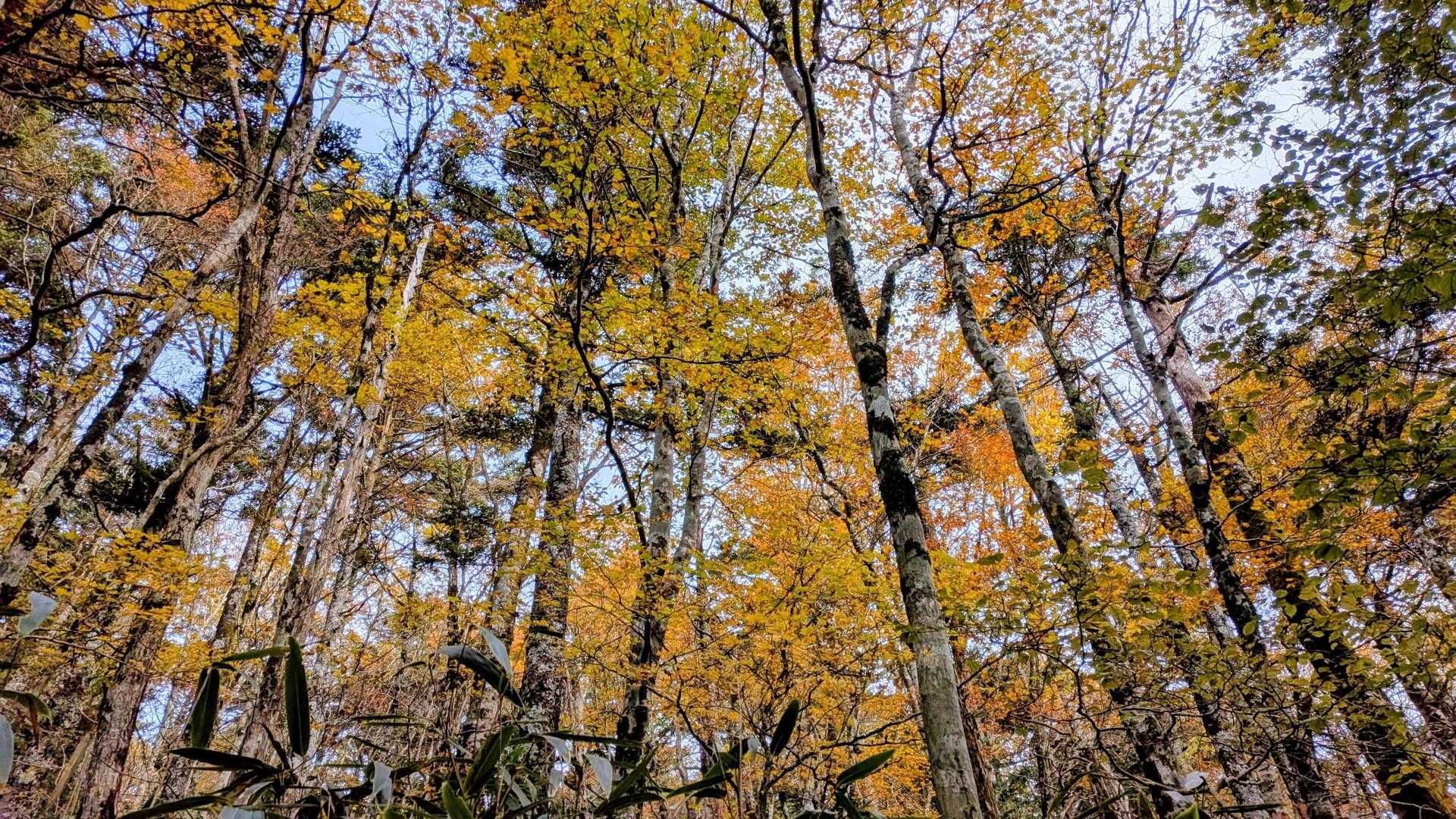紅葉🍁素敵