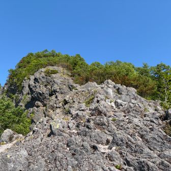 唯一木がない所