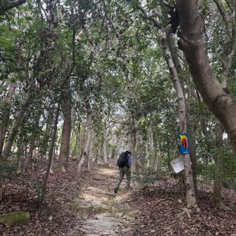 登山口の柵を入ってすぐの辺り