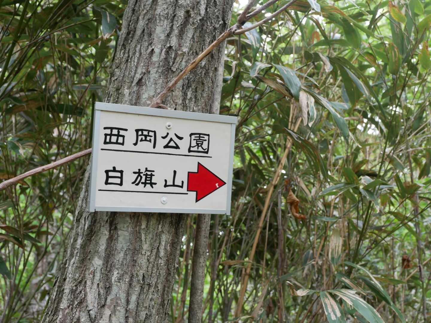 こっちから白旗山へも行けるのね。山部川経由になるのかな？