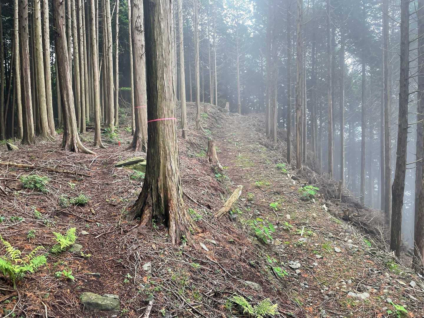 右に作業道が走っています