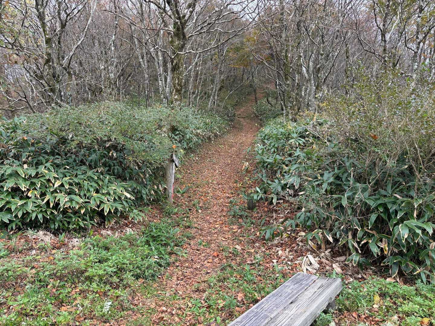 駐車場を通り越して竜王山への道に入ります