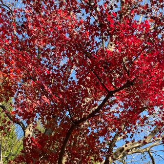 今年の紅葉見納めは高崎山にしよう！
と鎮南山の下山中に思いつく