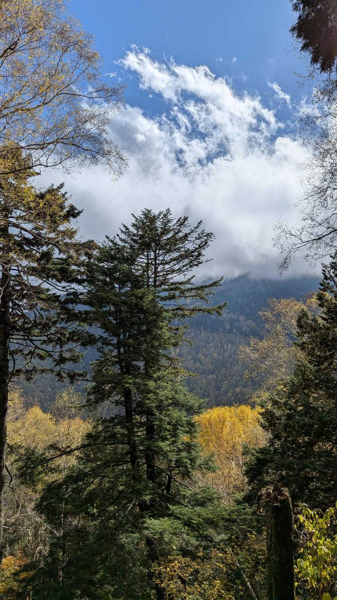 ふと見上げると秋🍁