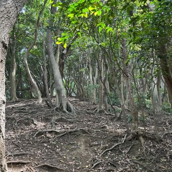 道ははっきりしませんが、尾根直登です