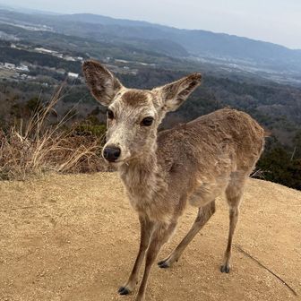 鹿ちゃんもピークゲットしています⛰️
