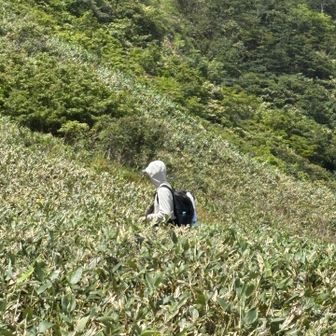 熊笹に埋もれながら
