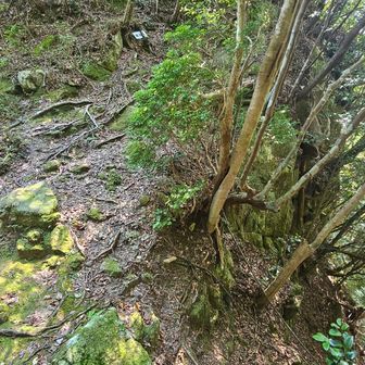 左が雌岳への登り、右側が南側登山口への下り