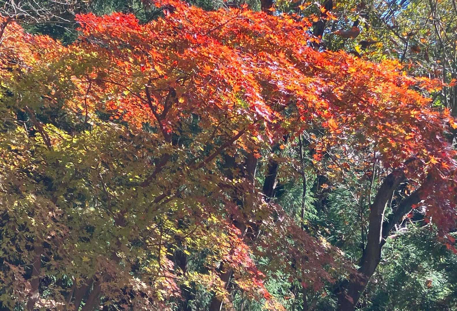 秩父華巌前バス停-大前山-札立峠-破風山-前原山-皆野駅 縦走コースの写真