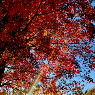紅葉めっちゃ真っ赤🍁