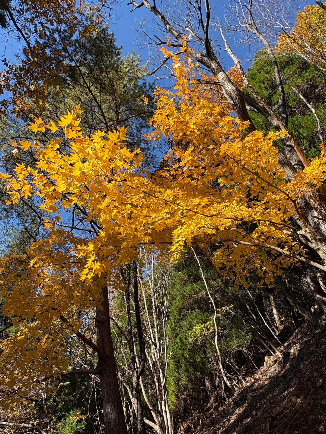 真っ黄色いもみじ🍁