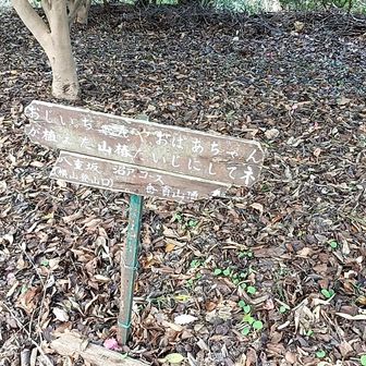 おじいちゃんおばあちゃん
が植えた山椿だいじにしてネ