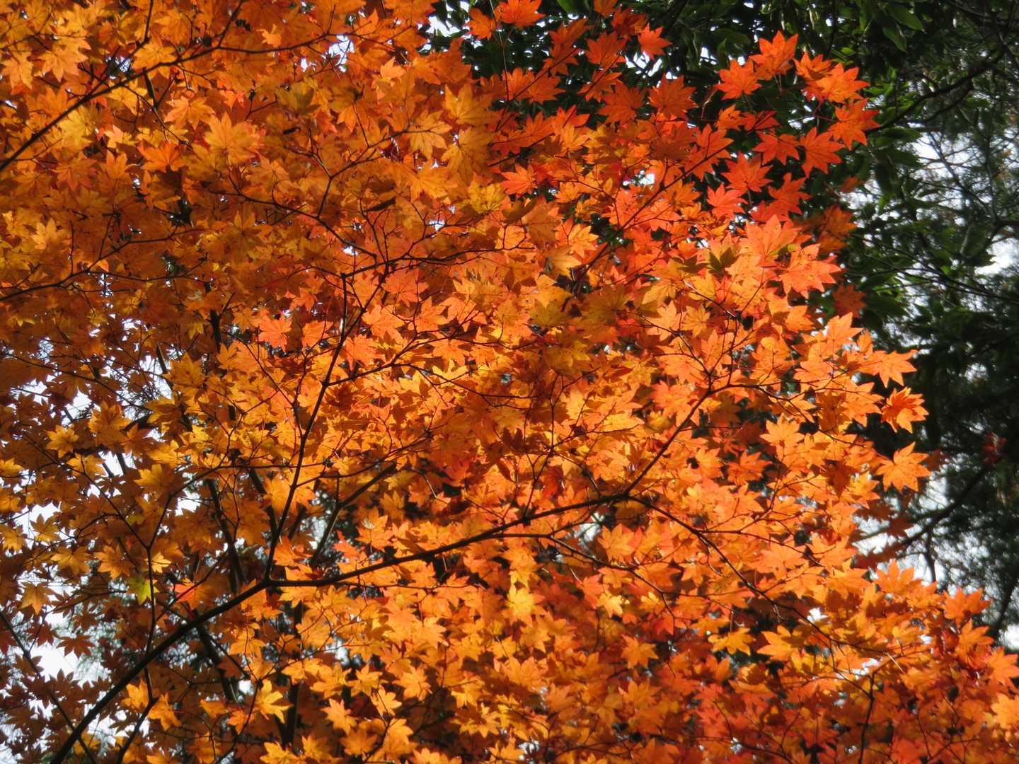 紅葉見ごろかな🍁✨あっちこっち綺麗✨