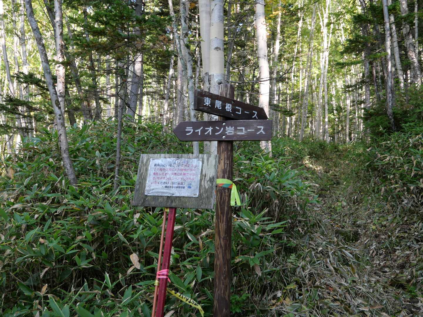 分岐をライオン岩コースに進みます