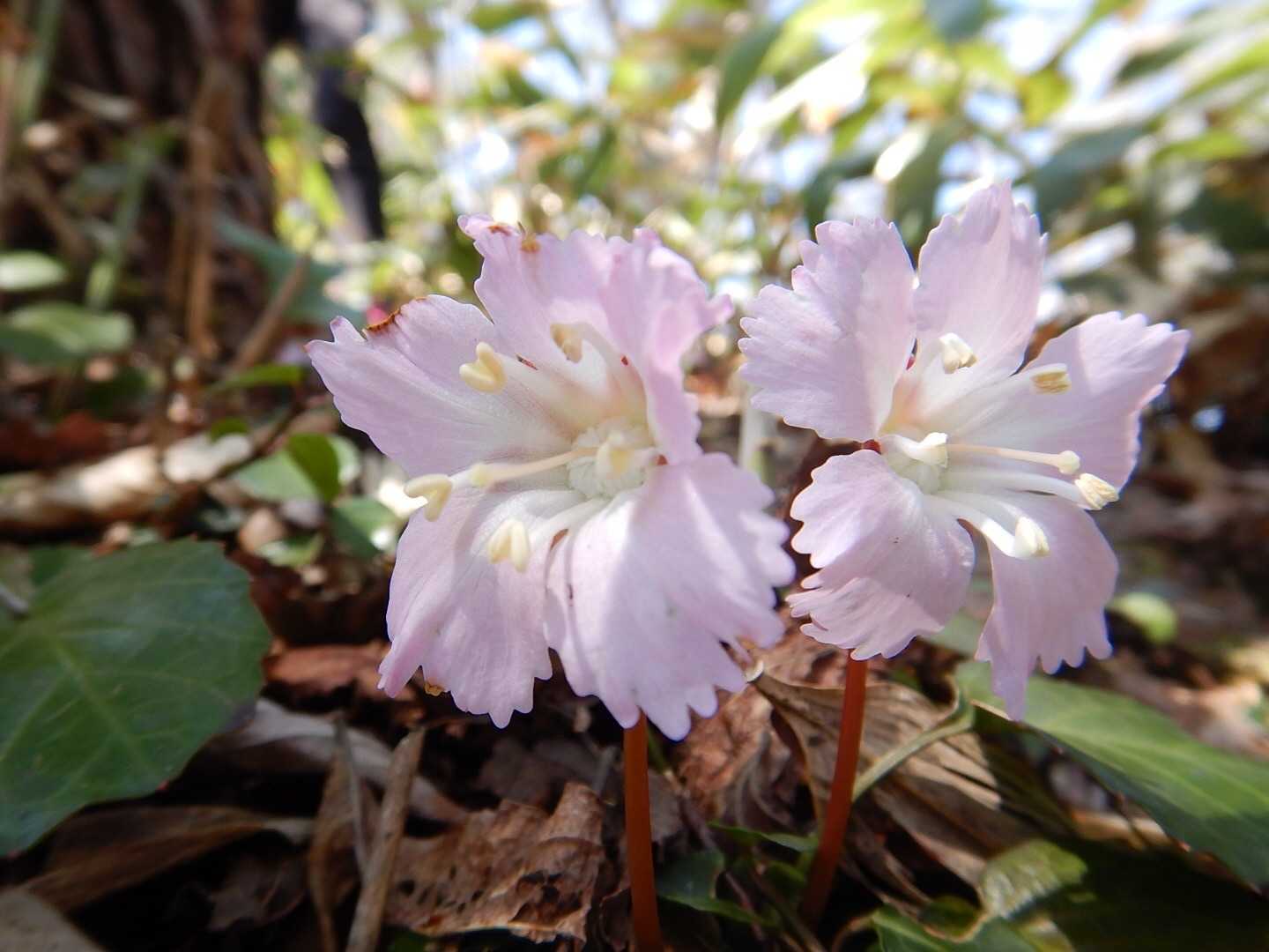 イワウチワ。