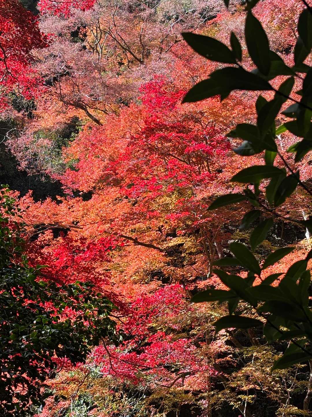 やはり、東岸からの色彩や良し