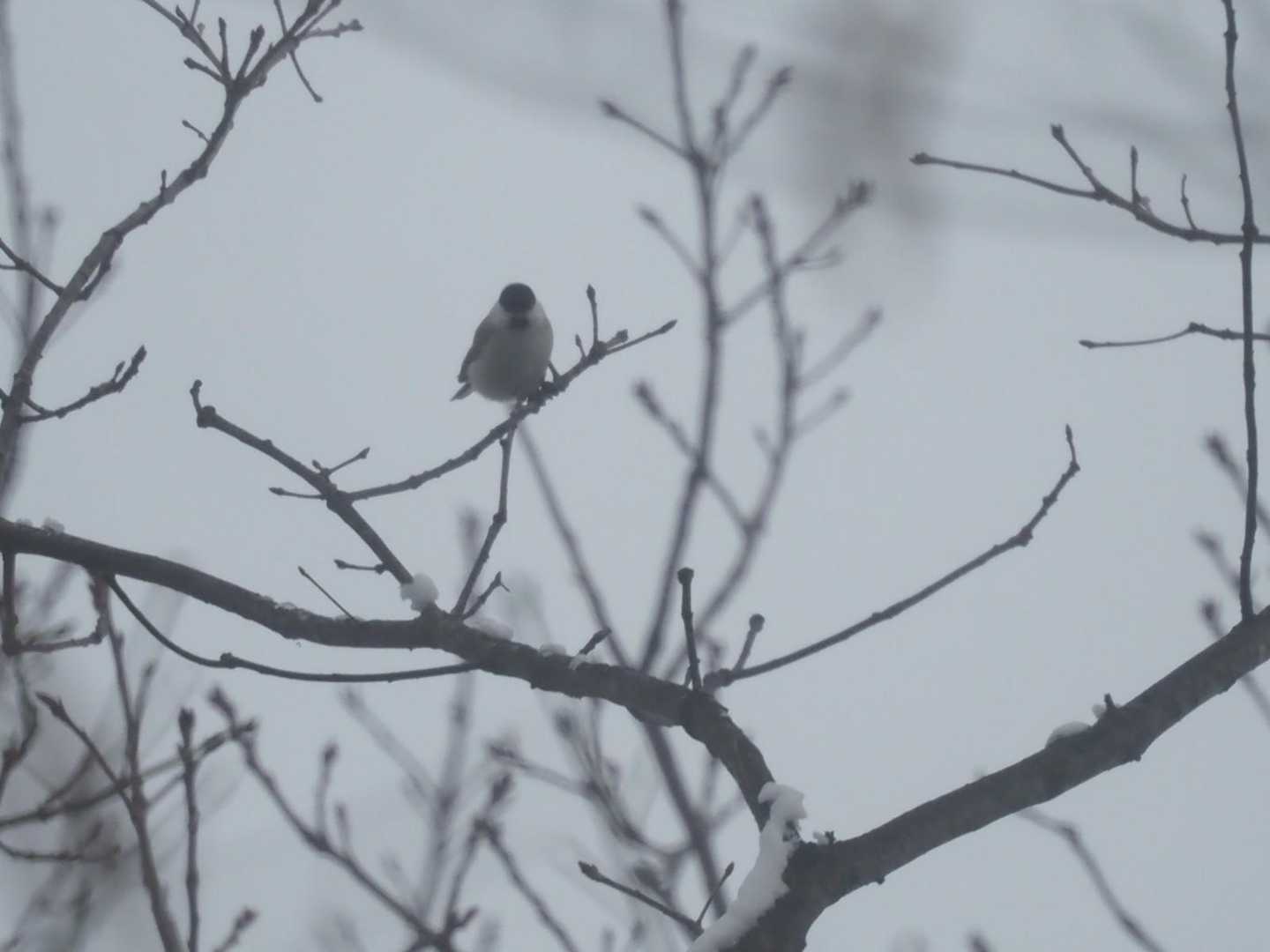 ゴジュウカラ？