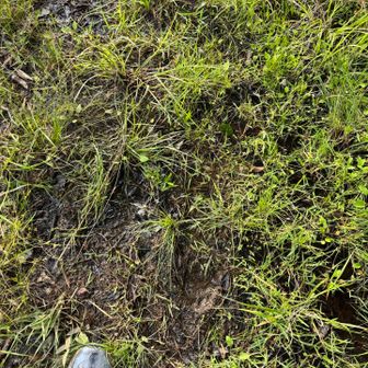 これが往路4.4kmの地点、復路18km地点の湿地
マジでぐちゃぐちゃになります😱
通行時はできるだけ浸水しないように注意⚠️