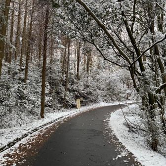 8時には止む予報が、午前中は降ってた模様。