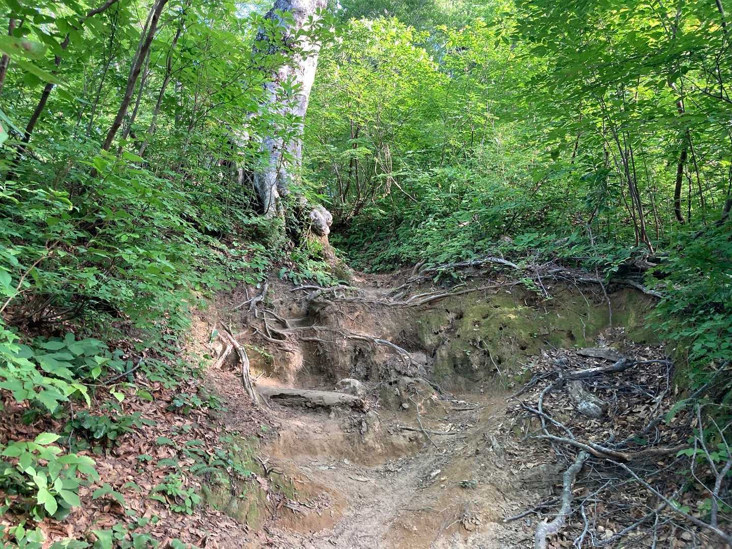 短い林道を過ぎると急登の登山道がはじまる。