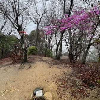 権現山山頂。引き返します。