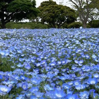 しましままろん