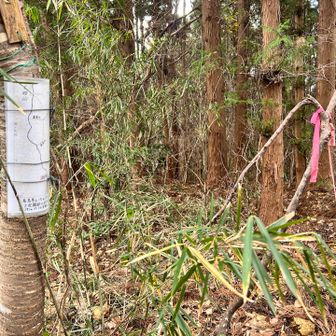 鳩原峰山　記名無いけど地図見たらここ