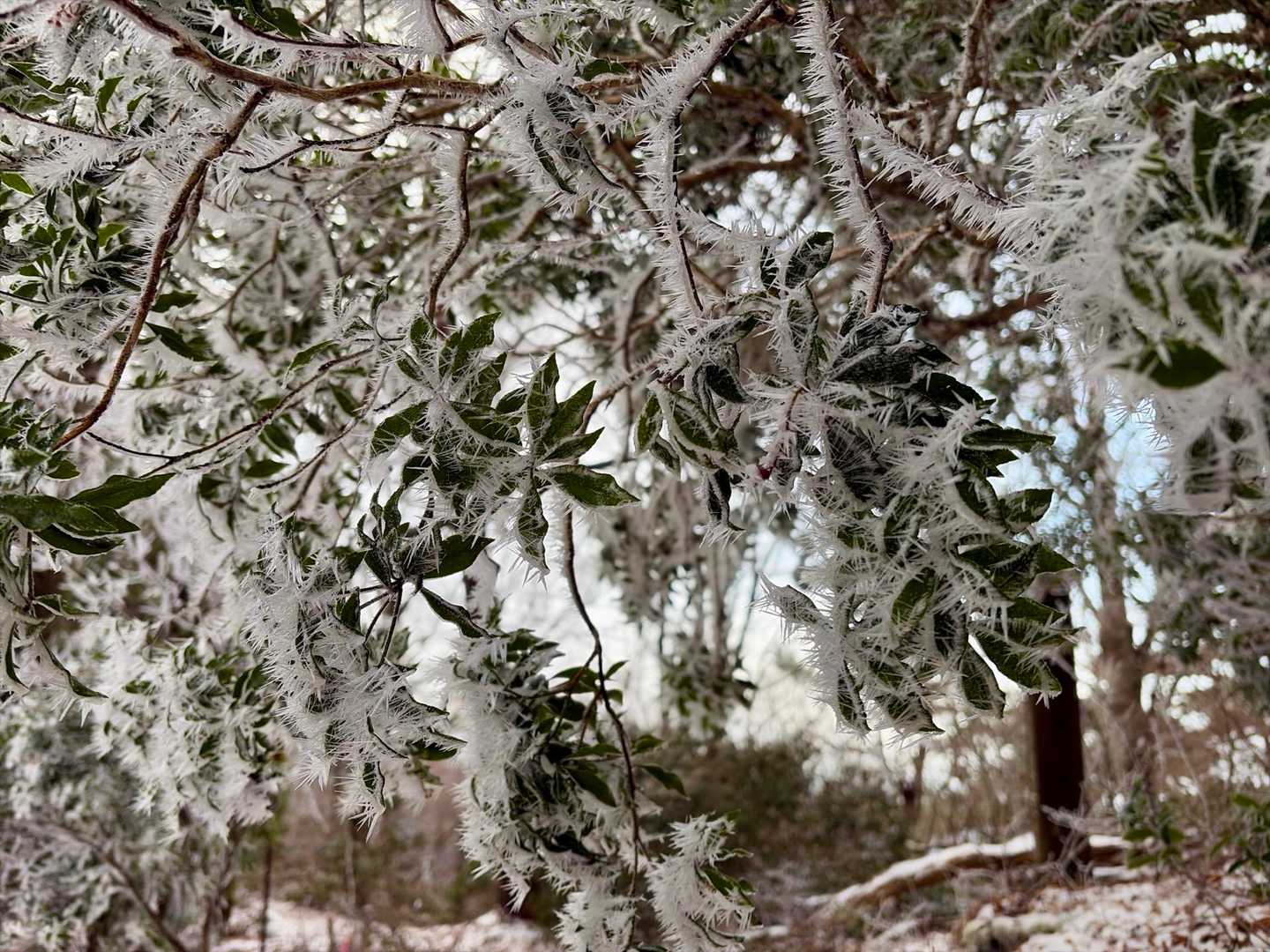 霧氷も付く所で独特の模様になるよね
