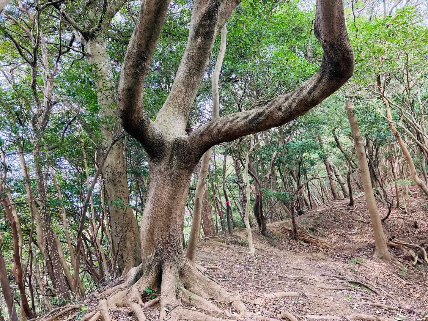 大きな木　