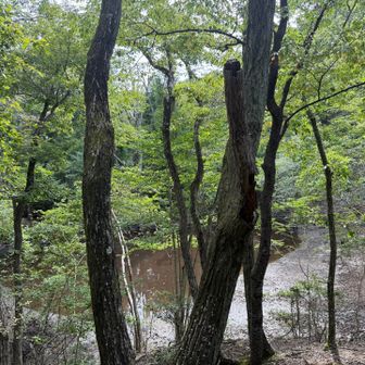 ヤンマ池の観察小屋から