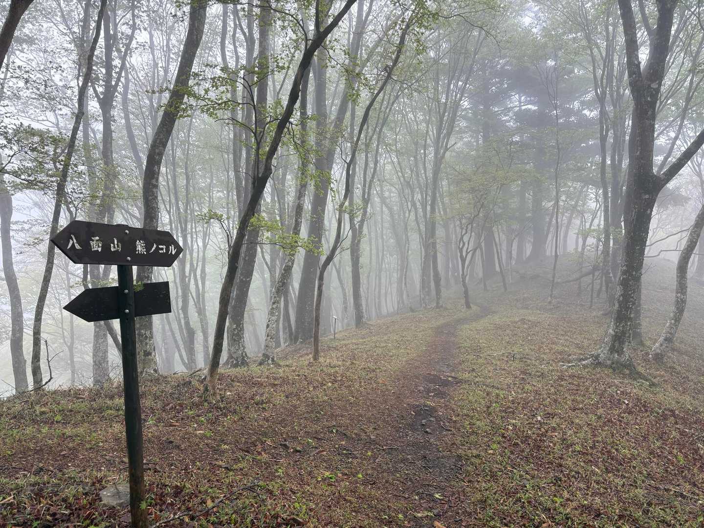この辺りの登山道がステキすぎる