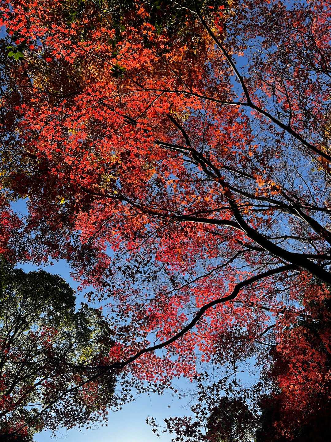 五月山 往復コースの写真