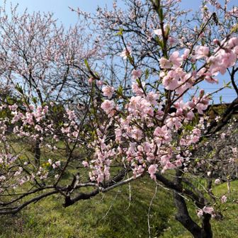 桃源郷って言葉に間違いはないですね