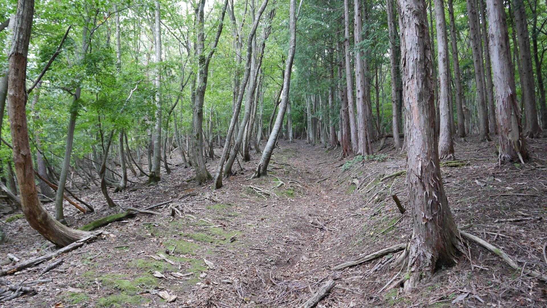 牛ヶ峰山 往復コースの写真