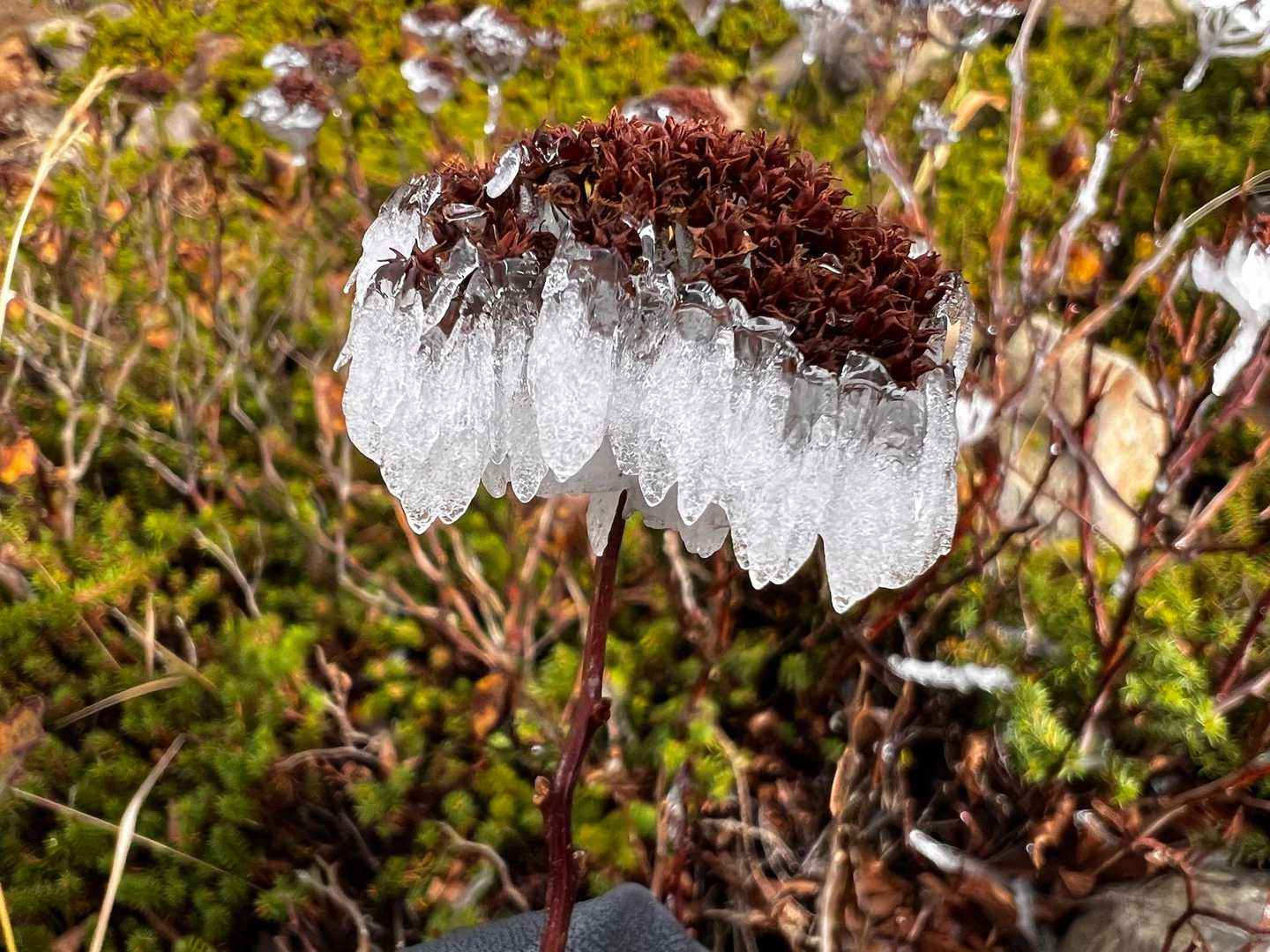 アチコチ霧氷が✨